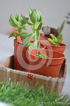 Small Flower indoor, Cactus Stock Photo