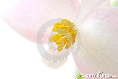 Small flower. Macro Stock Photo