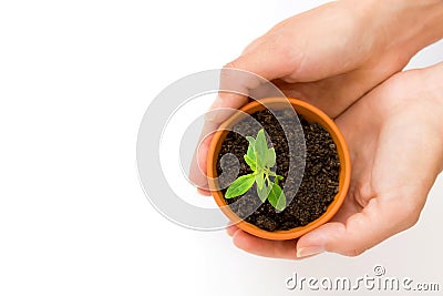 A small flower pot and green plant Stock Photo