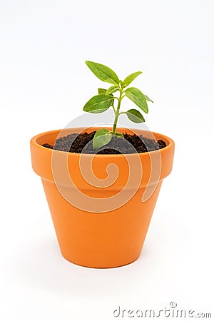 A small flower pot and green plant Stock Photo