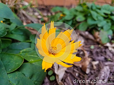 A small yellow flower with sharp looking peddles Stock Photo