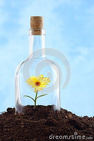 Small flower in soil Stock Photo