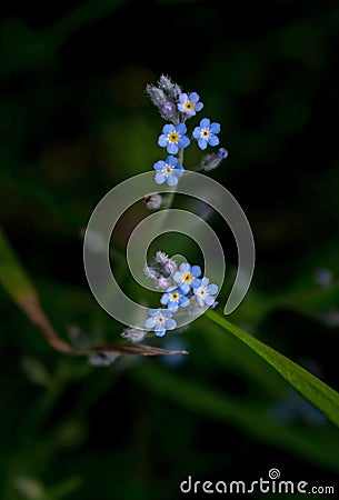 Small flowers, blue, fragility, beauty and elegance Stock Photo