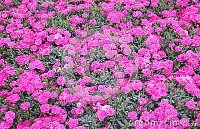 small flowers called KAHORI or dianthus caryophyllus in spring Stock Photo