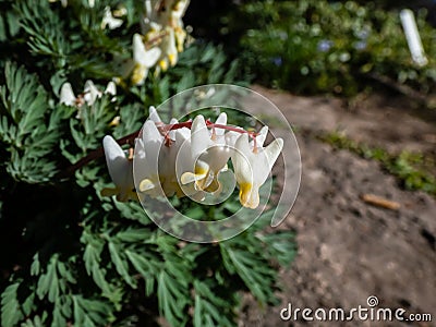 Small flowers of early spring herbaceous plant Dutchman`s britches or Dutchman`s breeches Dicentra cucullaria in sunlight in Stock Photo