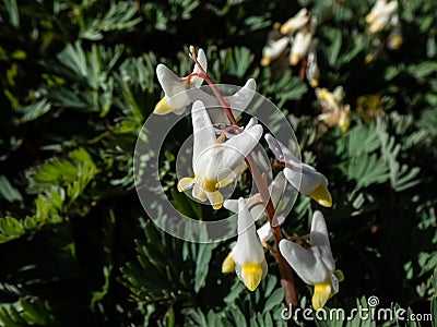 Small flowers of early spring herbaceous plant Dutchman`s britches or Dutchman`s breeches Dicentra cucullaria in sunlight in Stock Photo