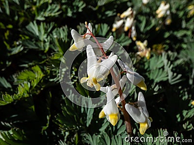 Small flowers of early spring herbaceous plant Dutchman's britches (Dicentra cucullaria Stock Photo