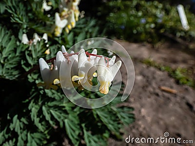 Small flowers of Dutchman's britches or Dutchman's breeches (Dicentra cucullaria) in sunlight in Stock Photo