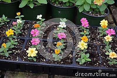 Small flowers growing in plant tray Stock Photo