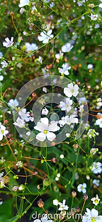 small flowers of gypsophila (lat. GypsÃ³phila) close-up Stock Photo