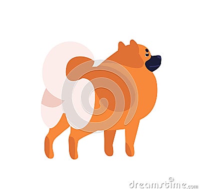 Small fluffy brown pomeranian cartoon dog vector flat illustration. Cute furry friendly spitz pet isolated on white Vector Illustration