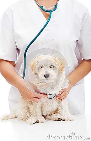 Small fluffy dog at the veterinary doctor Stock Photo