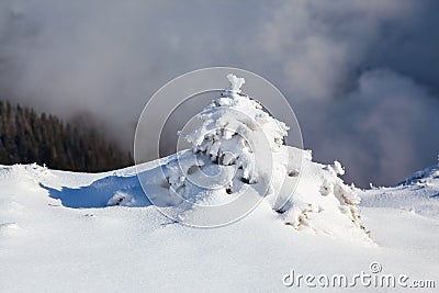 Small fluffy fir trees covered with webby snow. Spruce tree stand in snow swept mountain meadow under a gray winter sky. Stock Photo