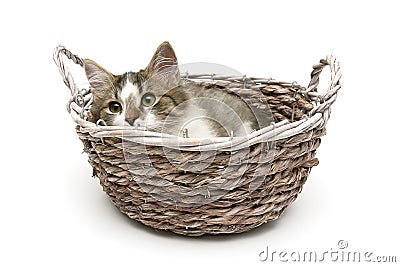 Small fluffy kitten lies in a basket on a white background Stock Photo