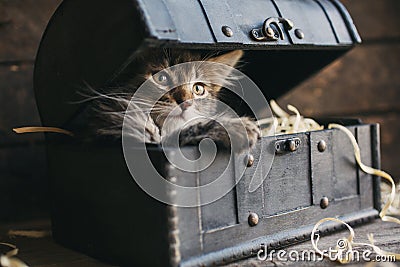 A small, fluffy kitten lying in a box Stock Photo