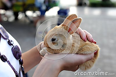 Small fluffy rabbit Stock Photo
