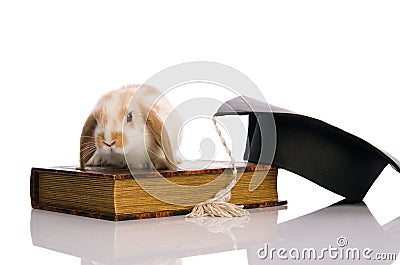 Small fluffy rabbit sitting on a book Stock Photo