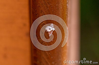 A small, fluffy woolly beech aphid fly resting on a wooden doorpost Stock Photo