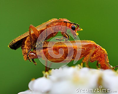 Small flybug. Rhagonycha mate in pollen Stock Photo