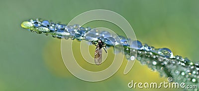 A small fly drinking the dew drops on a blade of grass Stock Photo