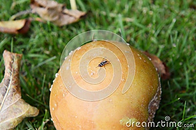 Small fly on a rotten windfall apple Stock Photo