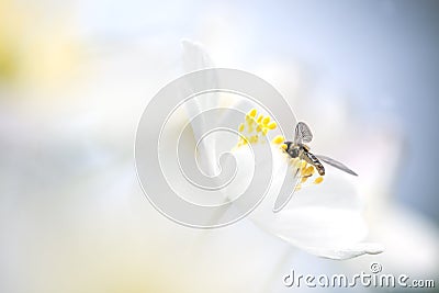 Small fly sitting in a Wood anemone Stock Photo