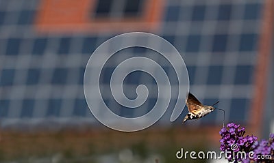 A small flying insect, a butterfly called Swallowtail flies over a purple lilac flower. The roof of a house on which solar panels Stock Photo