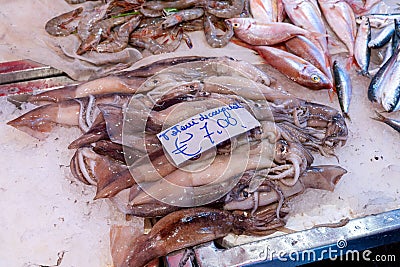 SMALL FLYING SQUID FROM SICILY sold at market (translation: totani Stock Photo