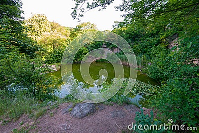 A small forest pond with green due to bacteria and dirty because of mule water. It looks disgusting Stock Photo