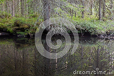 Small forest pond perfect reflection Stock Photo