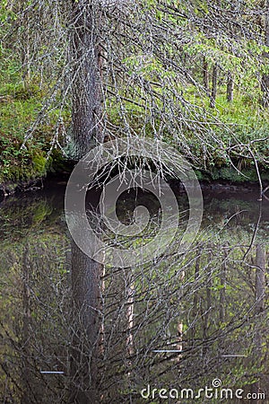 Small forest pond perfect reflection Stock Photo