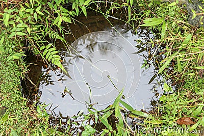 Small forest puddle swamp, lake or pond in park with a reflectio Stock Photo