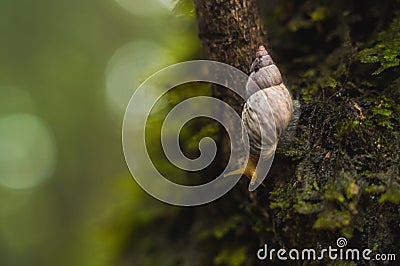 Small forest snail advancing on the moss Stock Photo