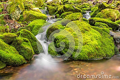 Small forest stream near Third Vault Falls Stock Photo