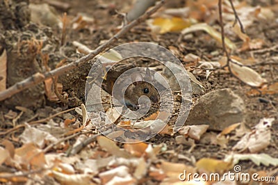 Small forest wooden mouse peaking from hole Stock Photo