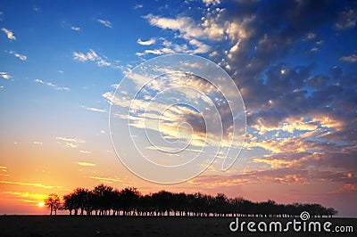 Small Forest at the Sunset Stock Photo