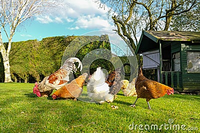 Small flock of free range hens seen in a private garden. Stock Photo
