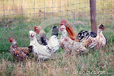 Small, free range flock of hens together with a cockerel, foraging for food in a large, private meadow. The birds are kept for Stock Photo