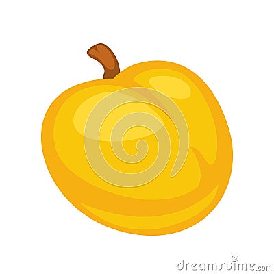 Small fresh apricot Vector Illustration