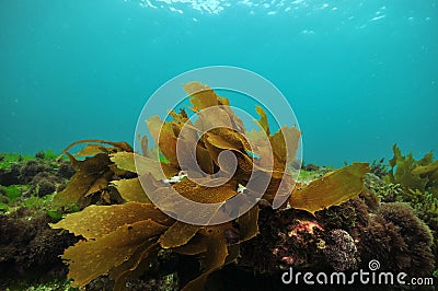 Small frond of brown kelp Stock Photo