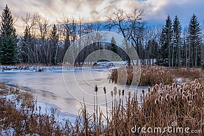 Frozen pond with cattails in Winter Stock Photo
