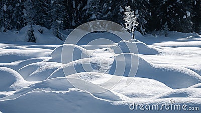 Small frozen tree catching early morning light on the pile of fresh snow, centered, Yoho NP, Canada Stock Photo