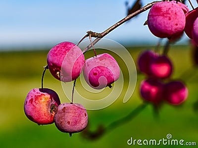 small fruits of wild apple tree Stock Photo