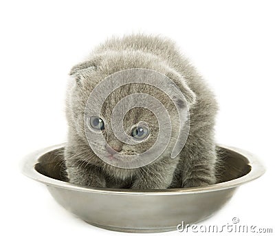 Small funny kitten in bowl Stock Photo