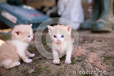 Small funny kitten shows tongue Stock Photo
