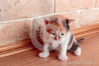 Small funny tricolor kitten lurked on the floor against the wall Stock Photo