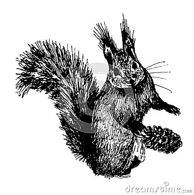 Small furry squirrel sketch hand-drawn ink illustration Vector Illustration