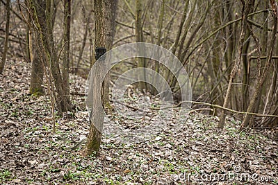 Small game camera attached to a thin tree in spring forest. Stock Photo