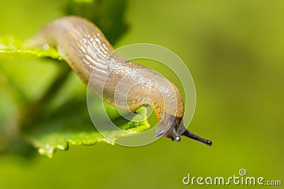 Small garden slug eating plant Stock Photo