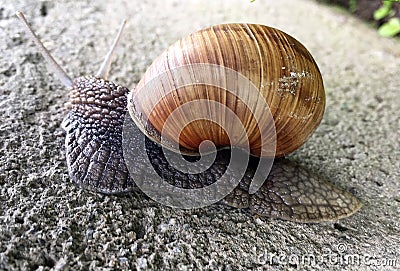 Small garden snail in shell crawling on wet road, slug hurry home Stock Photo